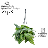 Silver Pictus / Silver Satin Pothos Hanging Plant With Pot