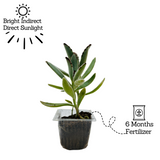 Kalanchoe Tomentosa | Chocolate Soldier | Panda Plant - Live Succulent Plant (Home & Garden)