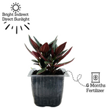 Peperomia Caperata- Live Plant (Home & Garden)