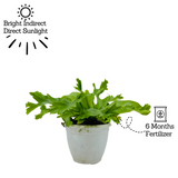 Asplenium Nidus Crissie Fern- Live Plant (Home & Garden)