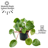 Watermelon Peperomia (Peperomia argyreia) - Live Plant For Indoor (Home & Garden)