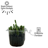 Peanut Cactus / Echinopsis chamaecereus - Live Cactus Plant (Home & Garden)