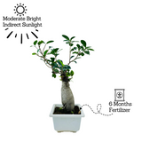 Bonsai Ficus (Grafted - Ficus retusa)- Live Plant in 17cm Pot (Home & Graden)