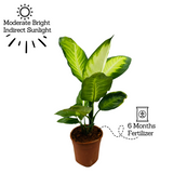 Dieffenbachia Maculata / Dumb Cane - Live Plant (Home & Graden)