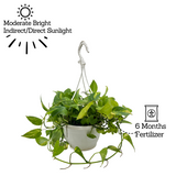 Green Money Plant Hanging With Pot