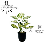 Aglaonema Super White - Live Plant (Home & Garden)