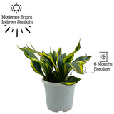 Sansevieria Crooked / Snake Plant (Dracaena trifasciata)- Live Plant in pot (Home & Garden)