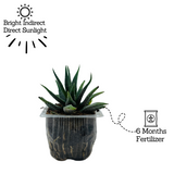 Haworthia Fasciata cv. Concolor - Live Plant (Home & Garden)