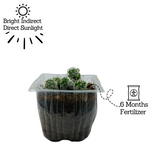 Thimble Cactus | Mammillaria Gracilis - Live Plant (Home & Garden)