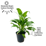 Peace Lily (Spathiphyllum) Flowering/Ornamental Live Plant In Pot (Home & Garden)