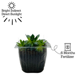 Lakshmi Kamal | Laxmi Kamal | sempervivum tectorum - Live Plant (Home & Garden)