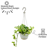 Money plant Scindapsus N' joy Pothos Hanging With Pot