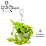 Golden Money Plant Hanging With Pot