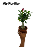 Adenium Plant | Desert Rose (Grafted, Any Color)- Live Plant (Home & Garden)