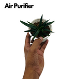 Aloe Black Gem (Alworthia 'Black Gem')- Live Succulent Plant (Home & Garden)