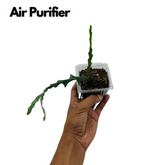 Fishbone | Ric Rac Cactus - Live Plant (Home & Garden)