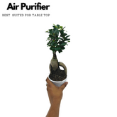 Bonsai Ficus (Grafted - Ficus retusa)- Live Plant in 10cm Pot (Home & Graden)