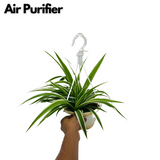 Chlorophytum Comosum ƒ?? Hanging Plant With Pot