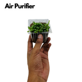 String of Tears / Curio Herreianus- Live Succulent Plant (Home & Garden)