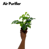 Monstera Adansonii | Broken Heart Plant- Live Plant (Home & Garden)