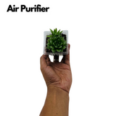 Haworthia Mucronata- Live Succulent Plant (Home & Garden)