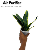 Sansevieria Trifasciata Superba / Snake Plant (Sansevieria trifasciata)- Live Plant (Home & Garden)
