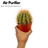 Ball Cactus Orange (echinocactus grusonii) - Live Plant (Home & Graden)