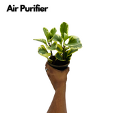 Peperomia Obtusifolia (Variegated)- Live Plant in 10cm pot For Indoor (Home & Garden)