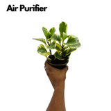 Peperomia Obtusifolia (Variegated)- Live Plant in 10cm pot For Indoor (Home & Garden)