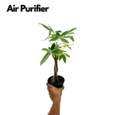 Pachira Money Plant Tree Braided | Malabar Chestnut (Pachira aquatica)- Live Plant in 12cm Pot (Home & Garden)