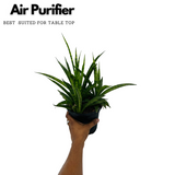 Sansevieria Sansiam Moto - Live Plant For Indoor (Home & Garden)