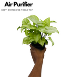 Syngonium White (Syngonium Podophyllum) - Live Plant (Home & Graden)