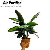 Calathea Beauty Star - Live Plant (Home & Graden)