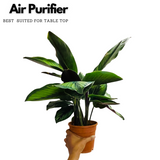 Calathea Beauty Star - Live Plant (Home & Graden)