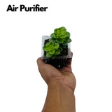 Echeveria Elegans Plant- Live Succulent Plant (Home & Garden)