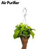 Philodendron Oxycardium Golden Plant With Hanging Pot