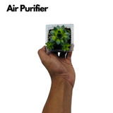 Lakshmi Kamal | Laxmi Kamal | sempervivum tectorum - Live Plant (Home & Garden)