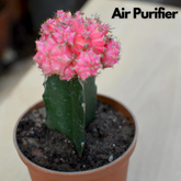 Moon Cactus Pink (Gymnocalycium mihanovichii)- Live Plant (Home & Garden)