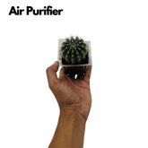 Ball Cactus / Echinopsis Calochlora - Live Plant (Home & Garden)