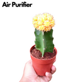 Moon Cactus Yellow (Gymnocalycium mihanovichii)- Live Plant (Home & Garden)