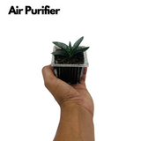 Gasteria Obliqua | Gasteria Bicolor Succulent Plant - Live Plant (Home & Garden)