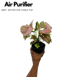 Syngonium Pink (Syngonium Podophyllum) - Live Plant (Home & Graden)