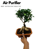 Bonsai Ficus (Grafted - Ficus retusa)- Live Plant in 16cm Pot (Home & Graden)