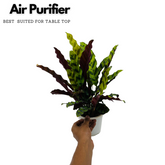 Calathea insignis (Goeppertia insignis) - Live Plant (Home & Graden)