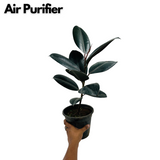 Rubber Tree, Rubber Plant, Ficus elastica (Black Prince, Burgundy)- Live Plant (Home & Garden)