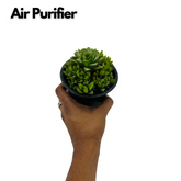 Haworthia Cymbiformis (Big) Plant- Live Succulent Plant (Home & Garden)