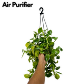 Peperomia Green Creeper Hanging Plant With Pot
