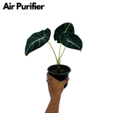 Alocasia Black Velvet- Live Plant (Home & Garden)