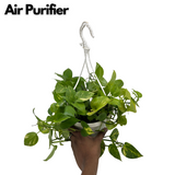 Green Money Plant Hanging With Pot