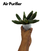 Peanut Cactus / Echinopsis chamaecereus - Live Cactus Plant In Pot (Home & Garden)